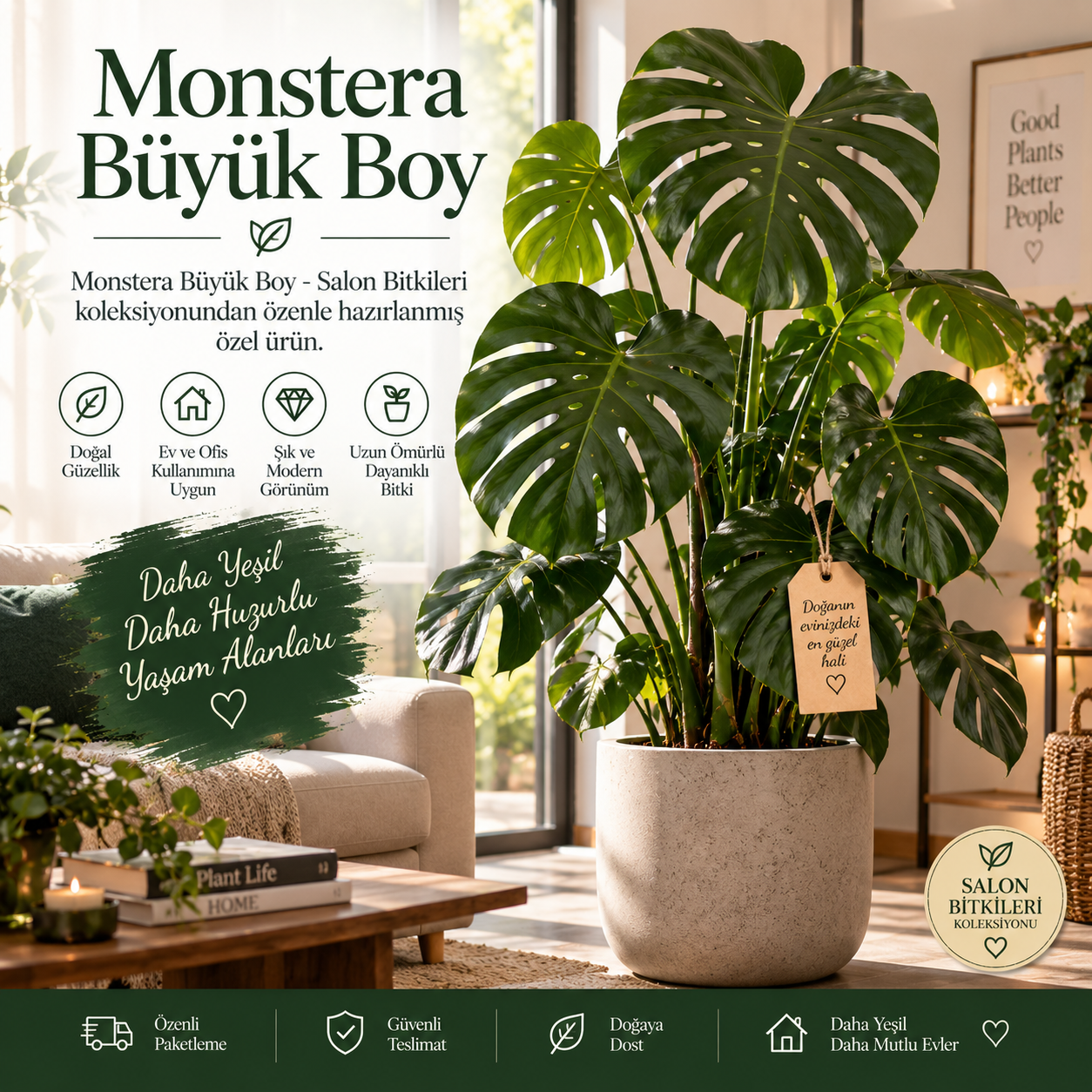 Monstera Büyük Boy